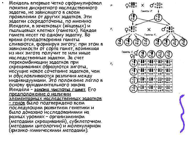  • Мендель впервые четко сформулировал понятие дискретного наследственного задатка, не зависящего в своем