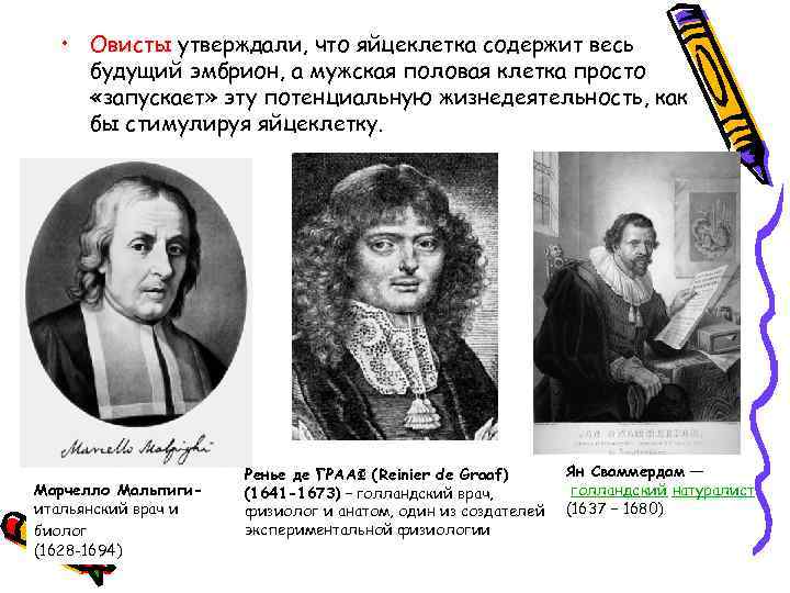  • Овисты утверждали, что яйцеклетка содержит весь будущий эмбрион, а мужская половая клетка