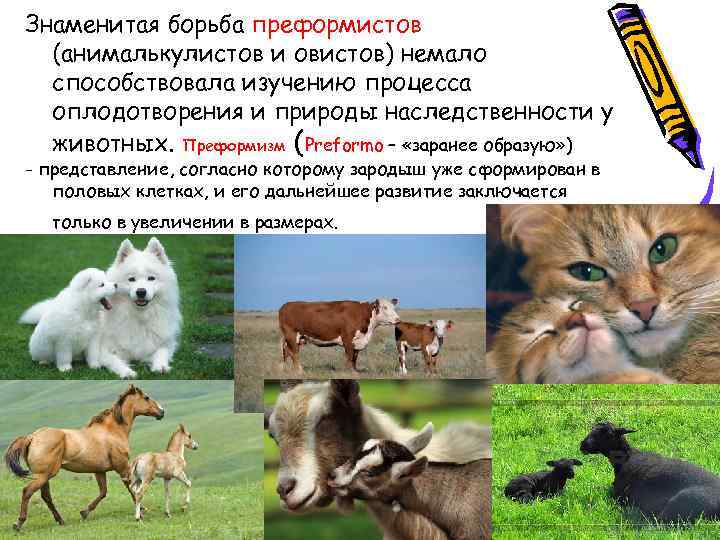 Знаменитая борьба преформистов (анималькулистов и овистов) немало способствовала изучению процесса оплодотворения и природы наследственности