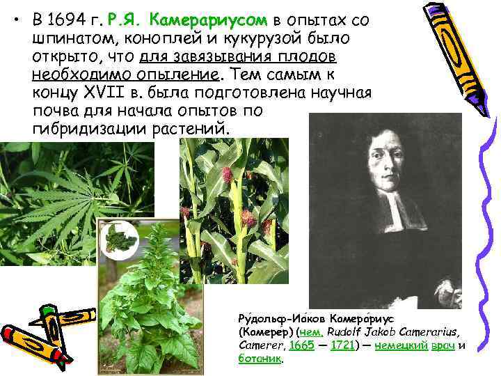  • В 1694 г. Р. Я. Камерариусом в опытах со шпинатом, коноплей и