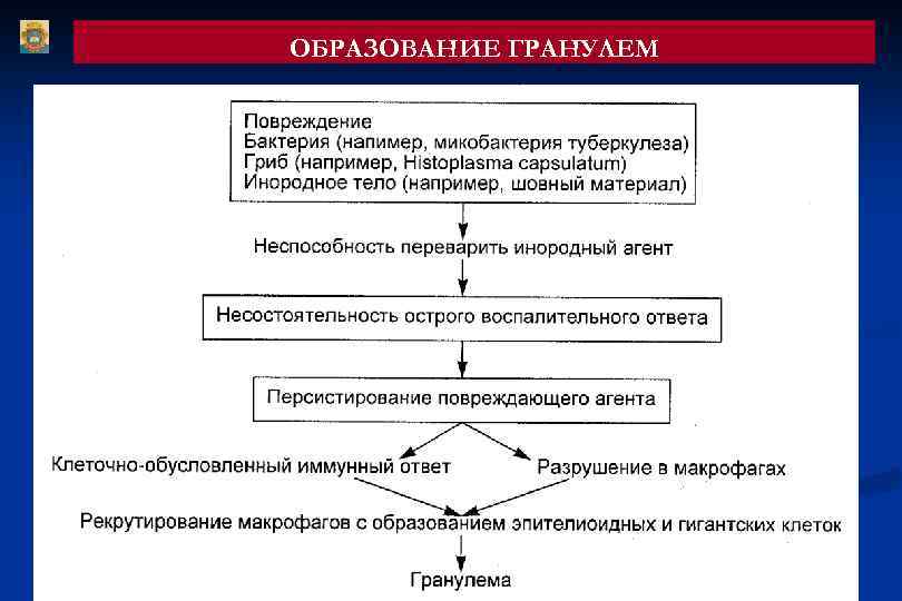 ОБРАЗОВАНИЕ ГРАНУЛЕМ 