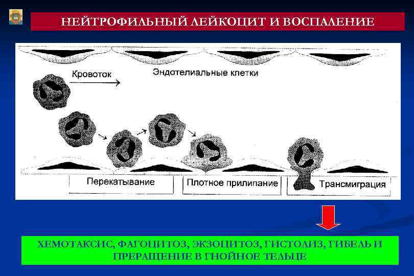НЕЙТРОФИЛЬНЫЙ ЛЕЙКОЦИТ И ВОСПАЛЕНИЕ ХЕМОТАКСИС, ФАГОЦИТОЗ, ЭКЗОЦИТОЗ, ГИСТОЛИЗ, ГИБЕЛЬ И ПРЕРАЩЕНИЕ В ГНОЙНОЕ ТЕЛЬЦЕ