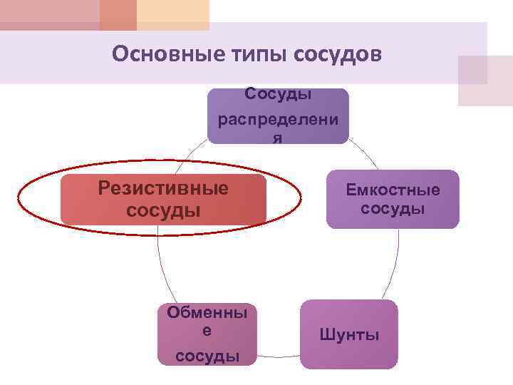 Основные типы сосудов Сосуды распределени я Резистивные сосуды Обменны е сосуды Емкостные сосуды Шунты