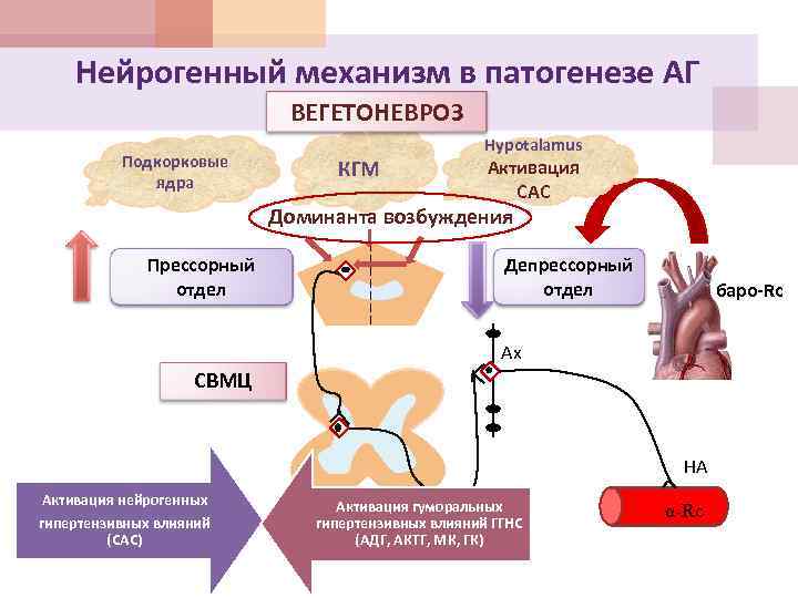 Нейрогенный механизм в патогенезе АГ ВЕГЕТОНЕВРОЗ Подкорковые ядра КГМ Hypotalamus Активация САС Доминанта возбуждения