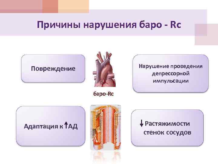 Причины нарушения баро - Rc Нарушение проведения депрессорной импульсации Повреждение баро-Rc Адаптация к АД
