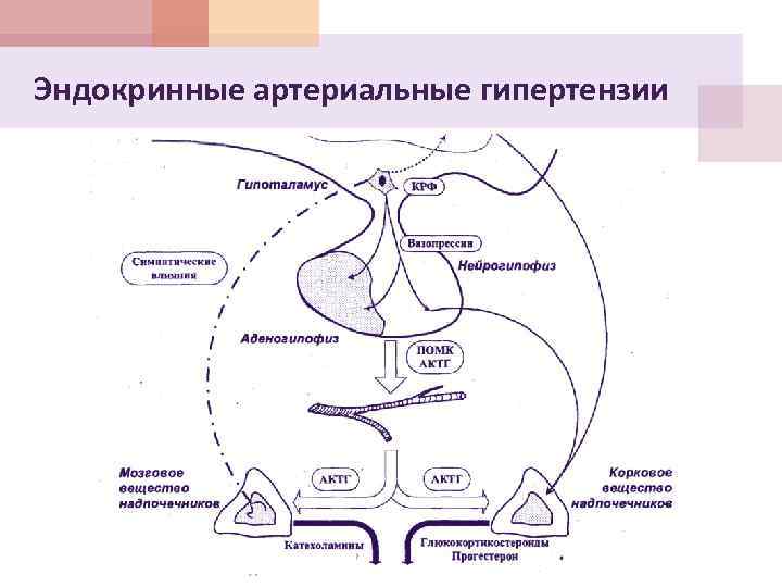 Эндокринные артериальные гипертензии 
