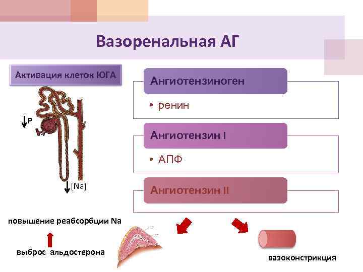 Вазоренальная АГ Активация клеток ЮГА Ангиотензиноген • ренин Р Ангиотензин I • АПФ [Na]