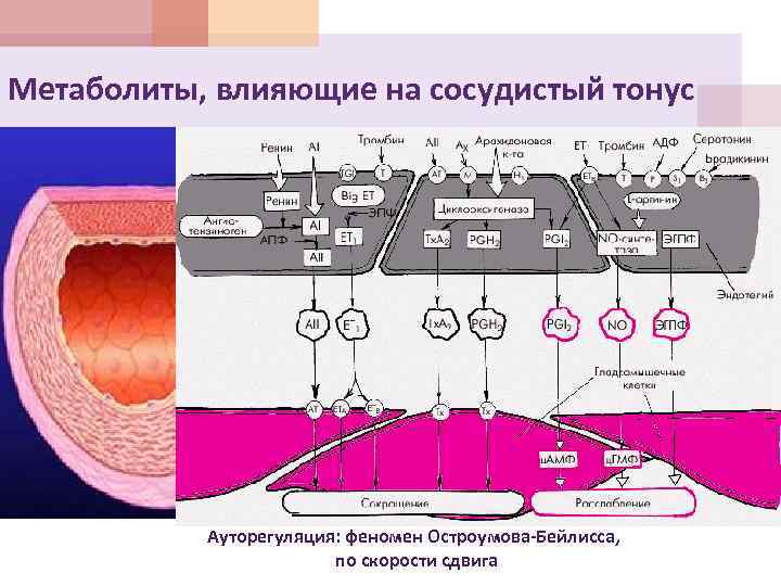 Падение сосудистого тонуса