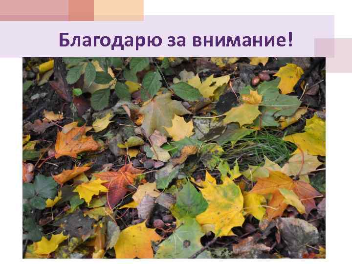 Благодарю за внимание! 