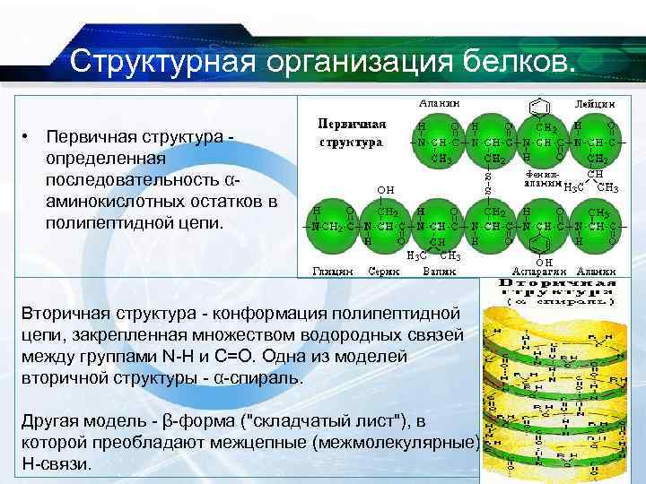 Структурная организация белков. • Первичная структура - определенная последовательность α- аминокислотных остатков в полипептидной