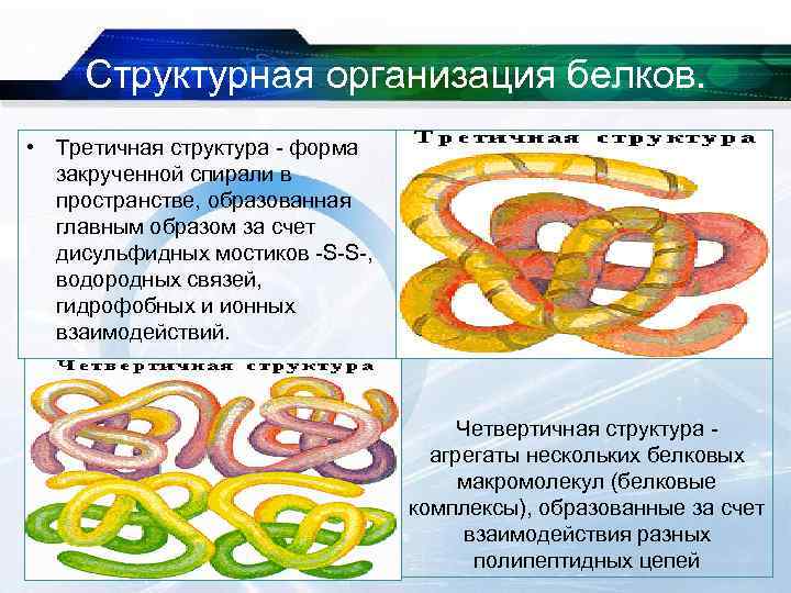 Структурная организация белков. • Третичная структура - форма закрученной спирали в пространстве, образованная главным