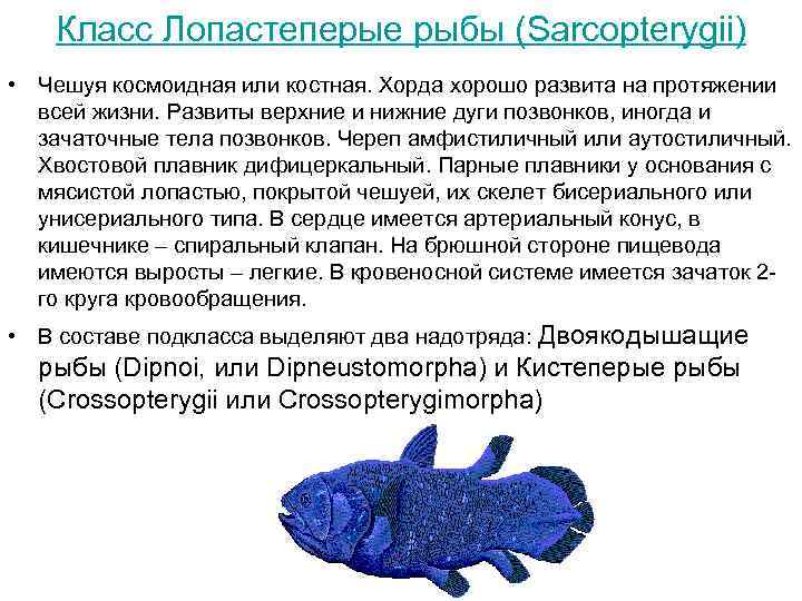 Класс Лопастеперые рыбы (Sarcopterygii) • Чешуя космоидная или костная. Хорда хорошо развита на протяжении