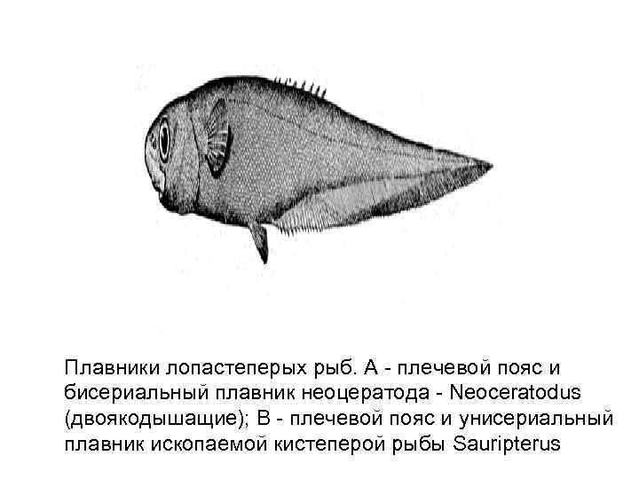 Плавники лопастеперых рыб. A - плечевой пояс и бисериальный плавник неоцератода - Neoceratodus (двоякодышащие);