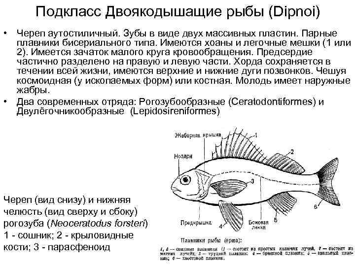 Подкласс Двоякодышащие рыбы (Dipnoi) • Череп аутостиличный. Зубы в виде двух массивных пластин. Парные