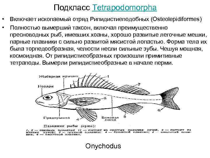 Подкласс Tetrapodomorpha • Включает ископаемый отряд Рипидистиеподобных (Osteolepidiformes) • Полностью вымерший таксон, включал преимущественно