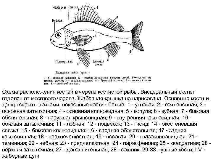 Схема расположения костей в черепе костистой рыбы. Висцеральный скелет отделен от мозгового черепа. Жаберная