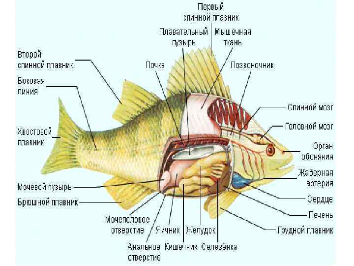 Внутреннее строение рыб конспект кратко. Характеристика черепных или позвоночных внешнее строение рыб. Черепные или позвоночные строение рыб. Строение черепных рыб. Черепные или позвоночные внешнее строение рыб 7 класс.