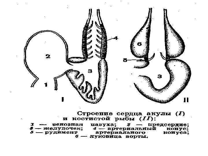 Схема строения сердца рыб