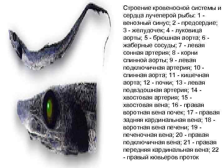 Строение кровеносной системы и сердца лучеперой рыбы: 1 - венозный синус; 2 - предсердие;