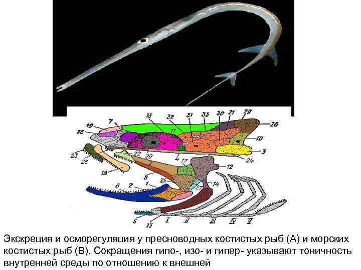 Экскреция и осморегуляция у пресноводных костистых рыб (А) и морских костистых рыб (В). Сокращения