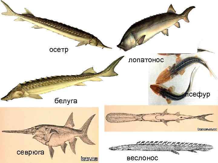 осетр лопатонос псефур белуга севрюга веслонос 