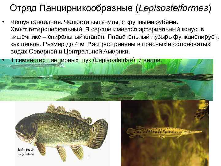 Отряд Панцирникообразные (Lepisosteiformes) • Чешуя ганоидная. Челюсти вытянуты, с крупными зубами. Хвост гетероцеркальный. В