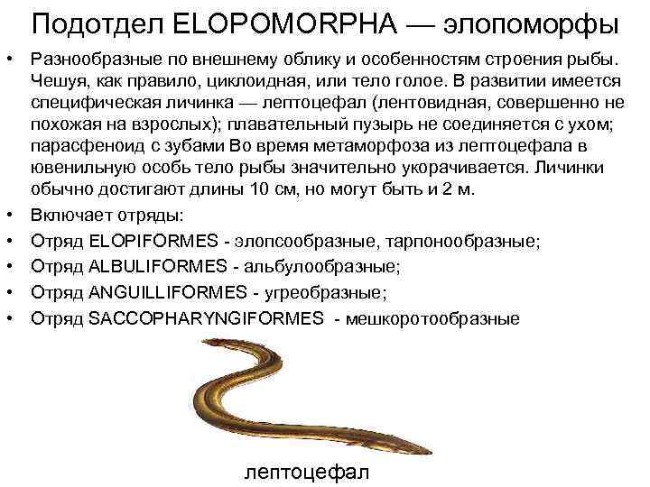 Подотдел ELOPOMORPHA — элопоморфы • Разнообразные по внешнему облику и особенностям строения рыбы. Чешуя,