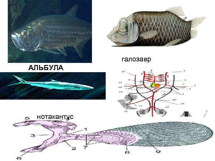 галозавр АЛЬБУЛА нотакантус 