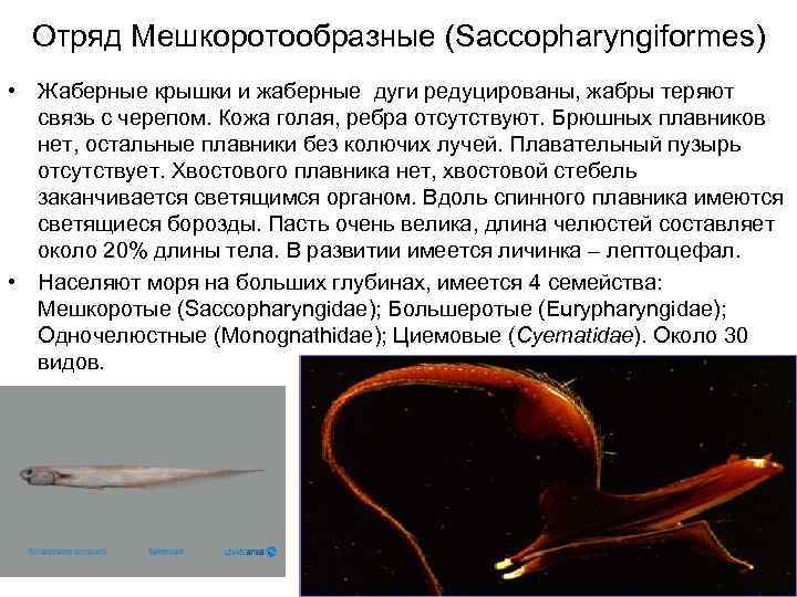 Отряд Мешкоротообразные (Saccopharyngiformes) • Жаберные крышки и жаберные дуги редуцированы, жабры теряют связь с