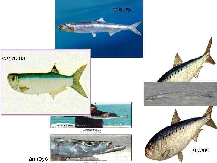 сельдь сардина дораб анчоус 