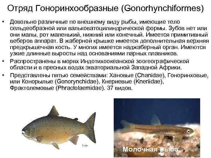 Отряд Гоноринхообразные (Gonorhynchiformes) • Довольно различные по внешнему виду рыбы, имеющие тело сельдеобразной или