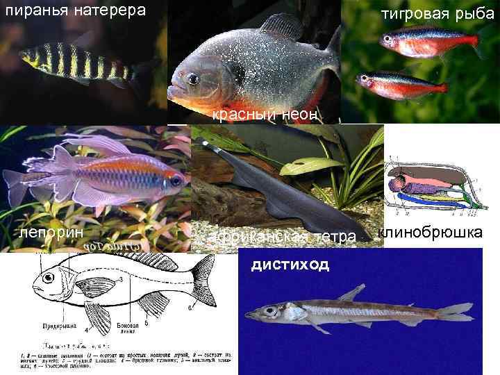 пиранья натерера тигровая рыба красный неон лепорин африканская тетра дистиход ктенолюция клинобрюшка 