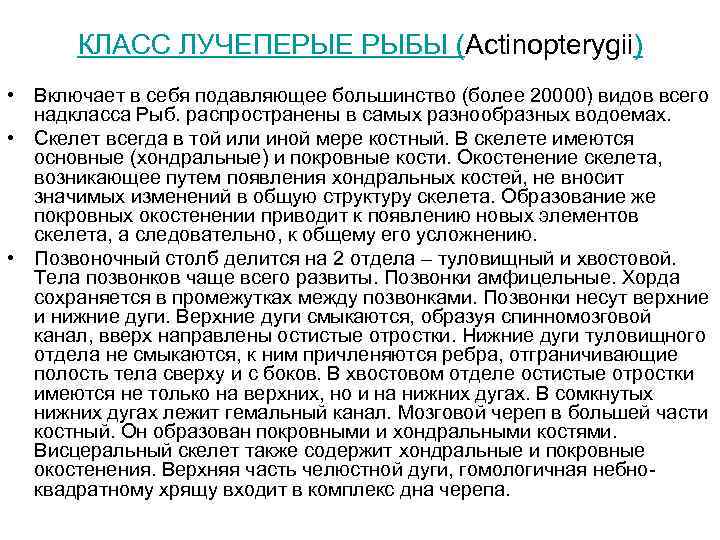 КЛАСС ЛУЧЕПЕРЫЕ РЫБЫ (Actinopterygii) • Включает в себя подавляющее большинство (более 20000) видов всего