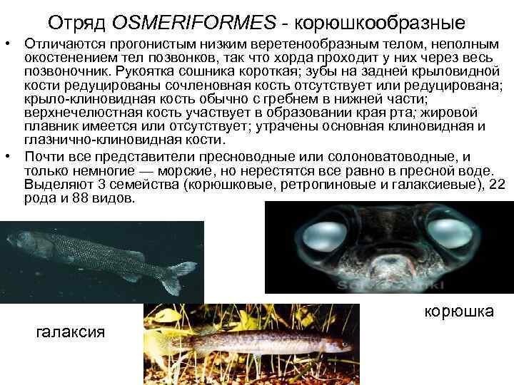 Отряд OSMERIFORMES - корюшкообразные • Отличаются прогонистым низким веретенообразным телом, неполным окостенением тел позвонков,