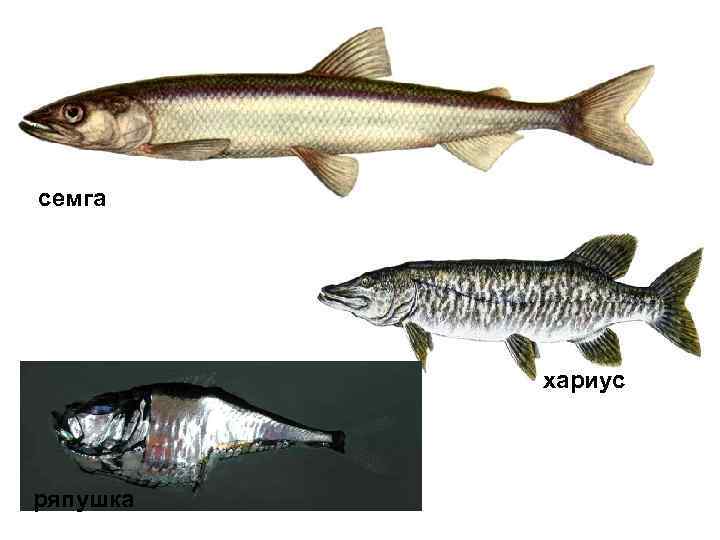 семга хариус ряпушка 