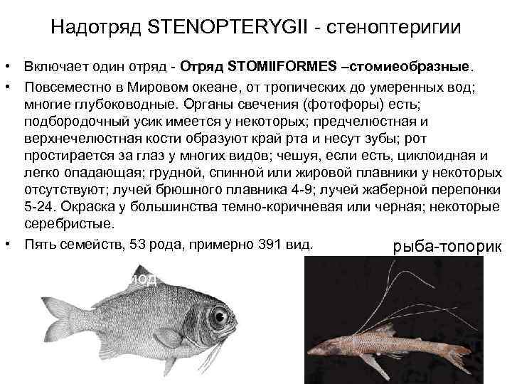 Надотряд STENOPTERYGII - стеноптеригии • Включает один отряд - Отряд STOMIIFORMES –стомиеобразные. • Повсеместно