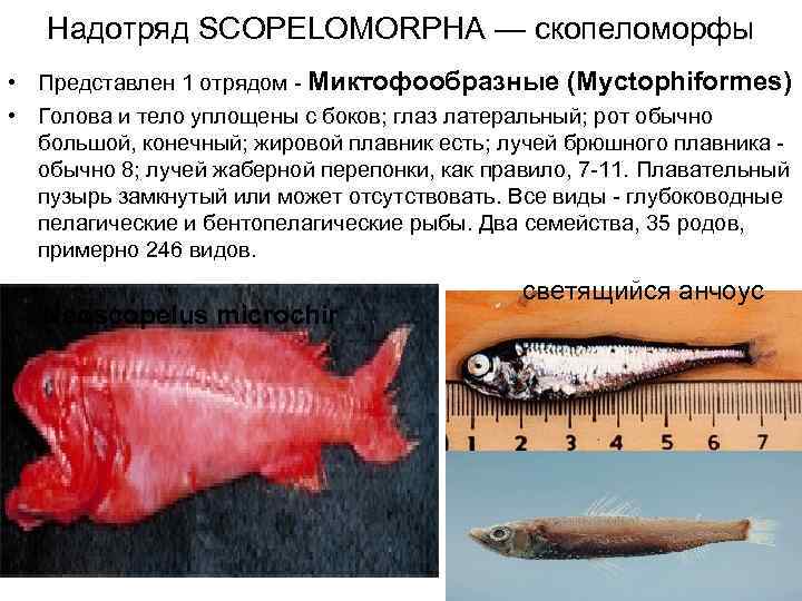 Надотряд SCOPELOMORPHA — скопеломорфы • Представлен 1 отрядом - Миктофообразные (Myctophiformes) • Голова и