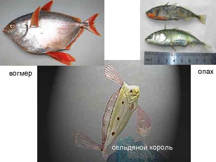 опах вогмер сельдяной король 