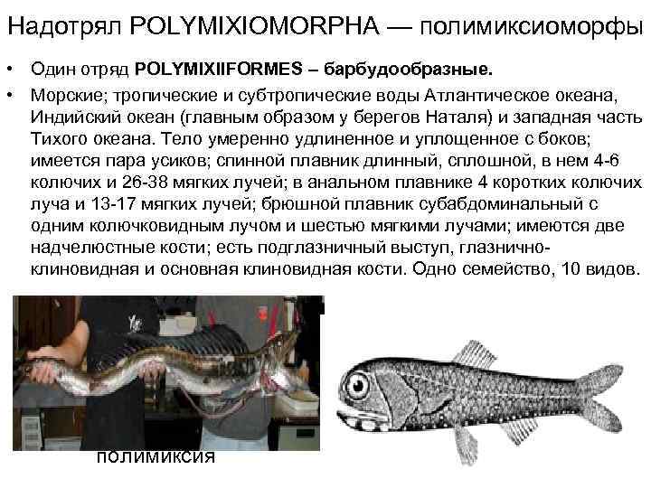 Надотрял POLYMIXIOMORPHA — полимиксиоморфы • Один отряд POLYMIXIIFORMES – барбудообразные. • Морские; тропические и