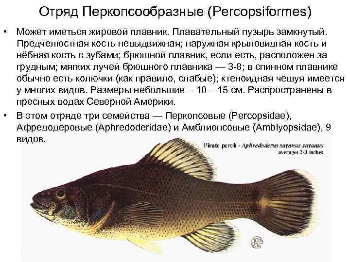 Отряд Перкопсообразные (Percopsiformes) • Может иметься жировой плавник. Плавательный пузырь замкнутый. Предчелюстная кость невыдвижная;