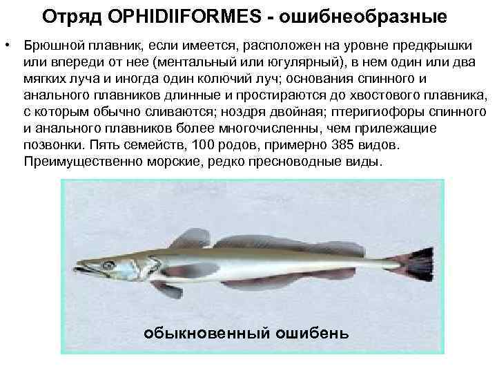 Отряд OPHIDIIFORMES - ошибнеобразные • Брюшной плавник, если имеется, расположен на уровне предкрышки или