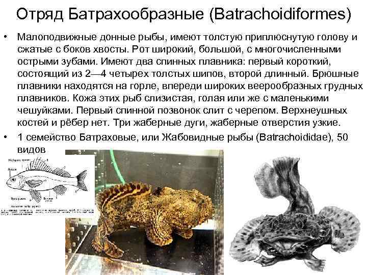 Отряд Батрахообразные (Batrachoidiformes) • Малоподвижные донные рыбы, имеют толстую приплюснутую голову и сжатые с