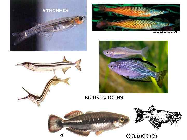 атеринка бедоция меланотения фаллостет 