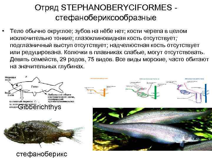 Отряд STEPHANOBERYCIFORMES - стефанобериксообразные • Тело обычно округлое; зубов на нёбе нет; кости черепа