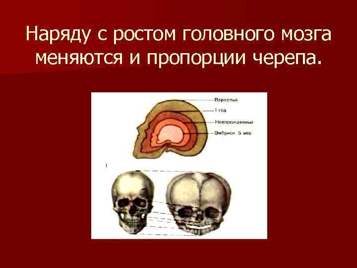 Наряду с ростом головного мозга меняются и пропорции черепа. 