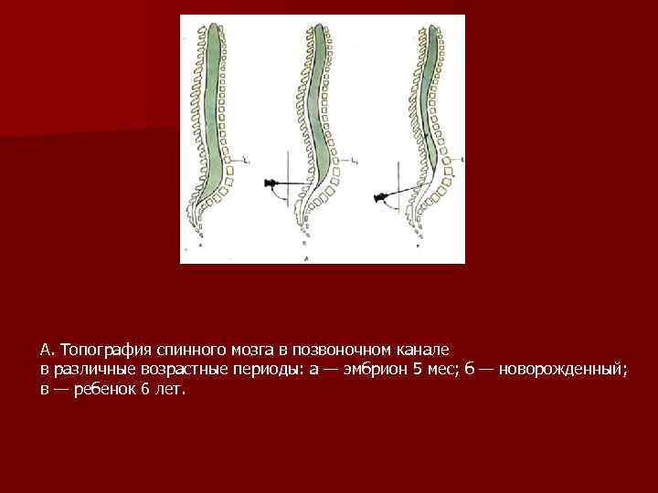 А. Топография спинного мозга в позвоночном канале в различные возрастные периоды: а — эмбрион