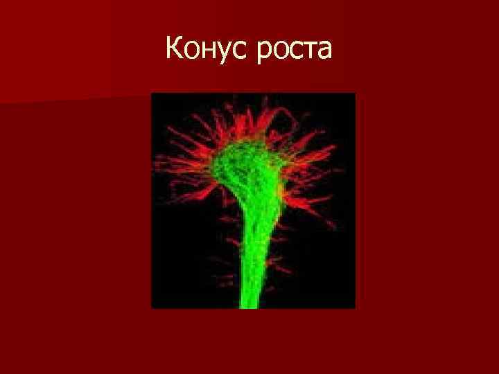 Конус роста 