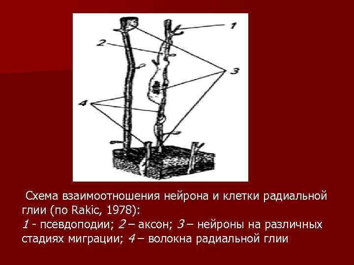  Схема взаимоотношения нейрона и клетки радиальной глии (по Rakic, 1978): 1 - псевдоподии;