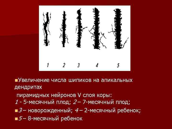 n. Увеличение числа шипиков на апикальных дендритах пирамидных нейронов V слоя коры: 1 -