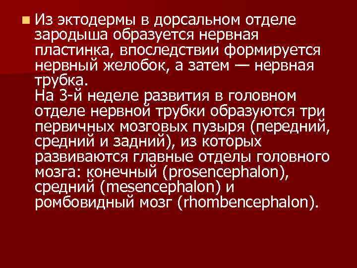 n Из эктодермы в дорсальном отделе зародыша образуется нервная пластинка, впоследствии формируется нервный желобок,